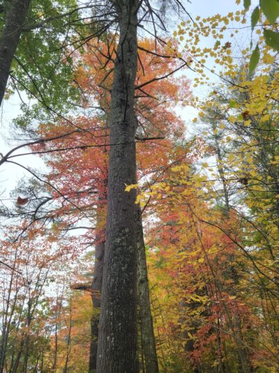Lake Pennesseewassee Park - Norway, ME