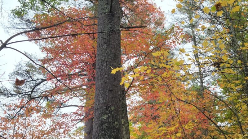 Lake Pennesseewassee Park - Norway, ME