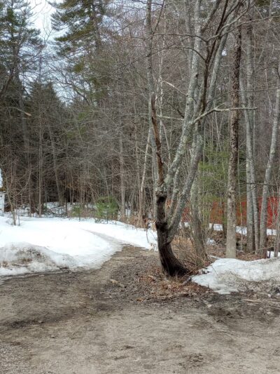 Ordway Grove - Norway, ME