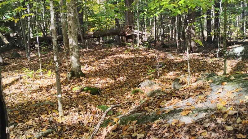 Ordway Grove - Norway, ME