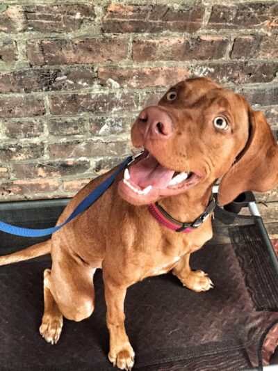 NY Metro Off Leash K9 Training - ,