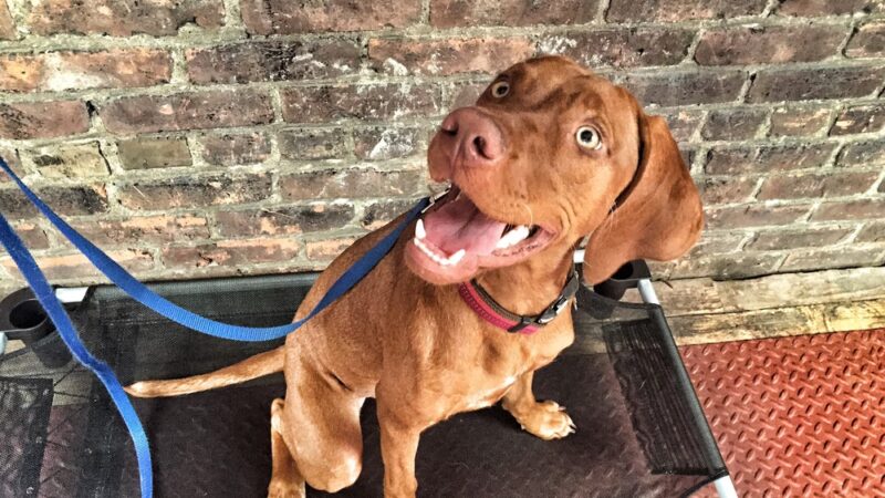 NY Metro Off Leash K9 Training - ,