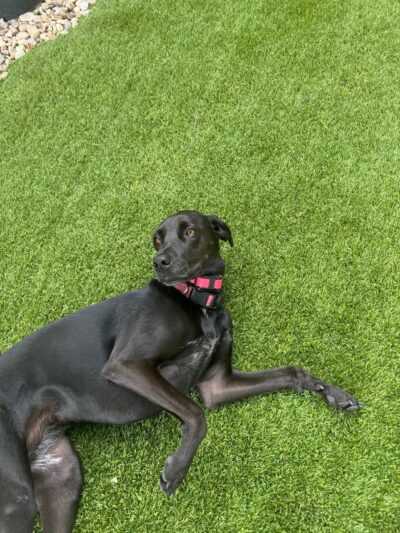 NY Metro Off Leash K9 Training - ,