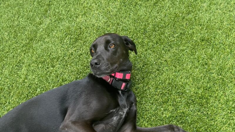 NY Metro Off Leash K9 Training - ,