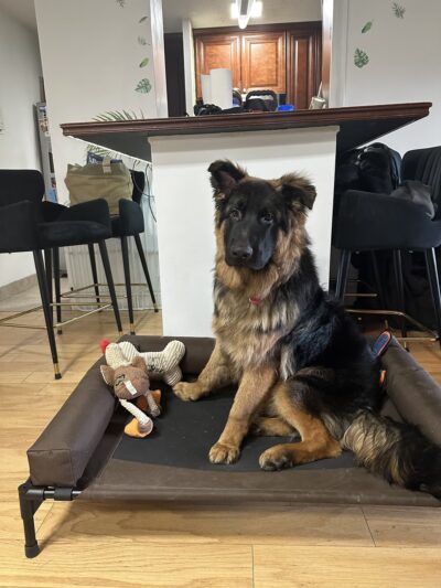 NY Metro Off Leash K9 Training - ,