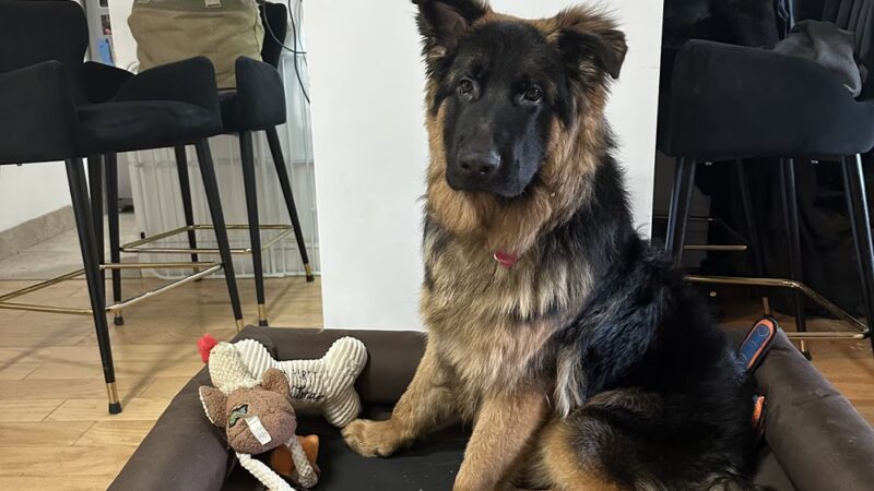 NY Metro Off Leash K9 Training - ,