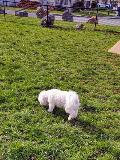 Dog park - Oak Harbor, WA
