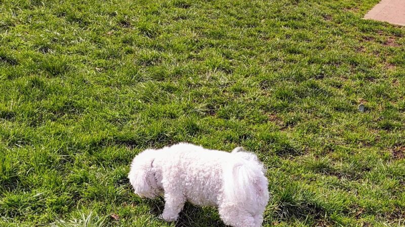 Dog park - Oak Harbor, WA