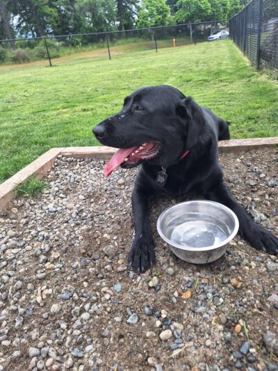 Dog park - Oak Harbor, WA