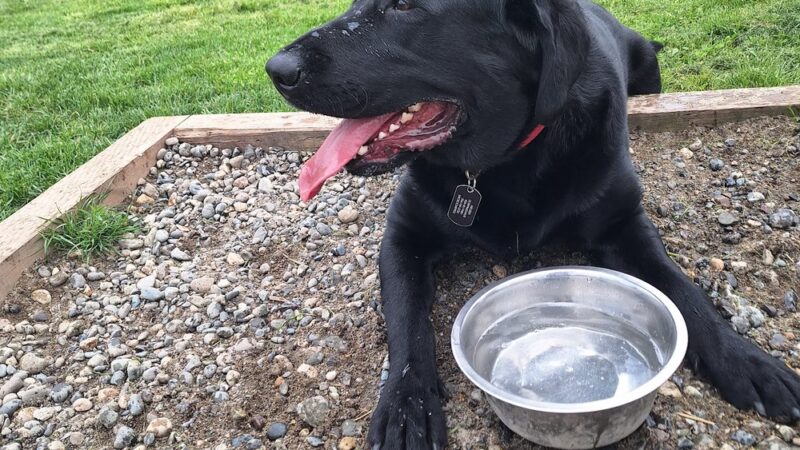 Dog park - Oak Harbor, WA