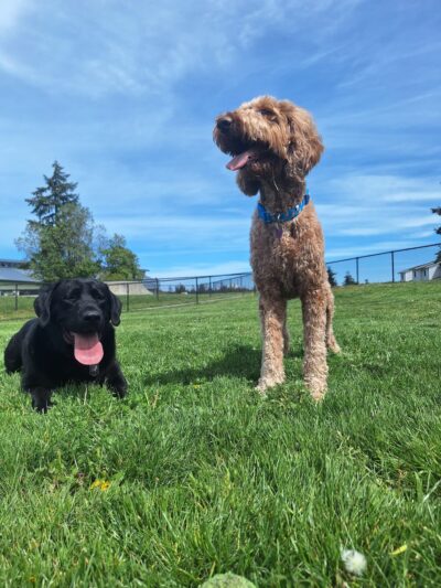 Dog park - Oak Harbor, WA