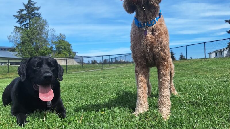 Dog park - Oak Harbor, WA