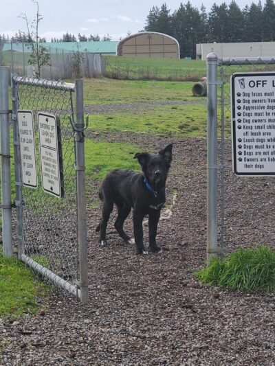 Technical Drive Off-leash Dog Park - Oak Harbor, WA