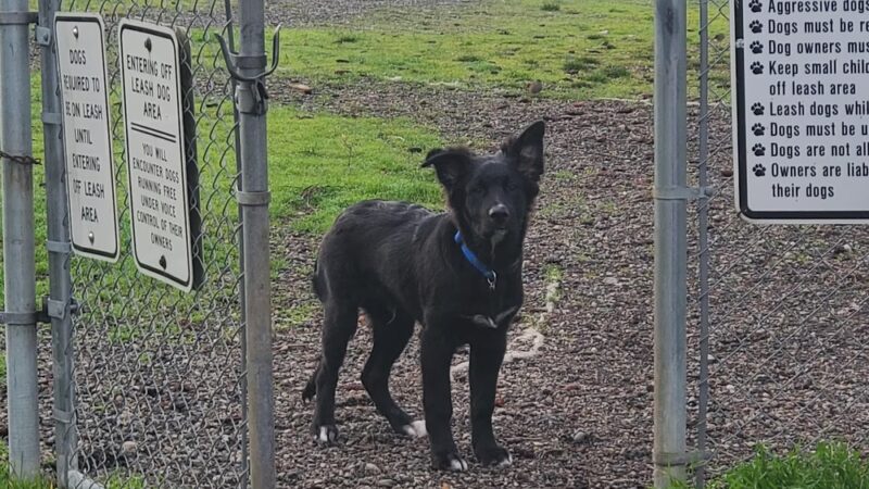 Technical Drive Off-leash Dog Park - Oak Harbor, WA