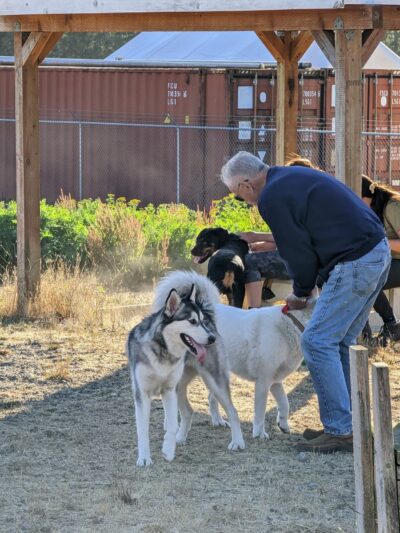 Technical Drive Off-leash Dog Park - Oak Harbor, WA