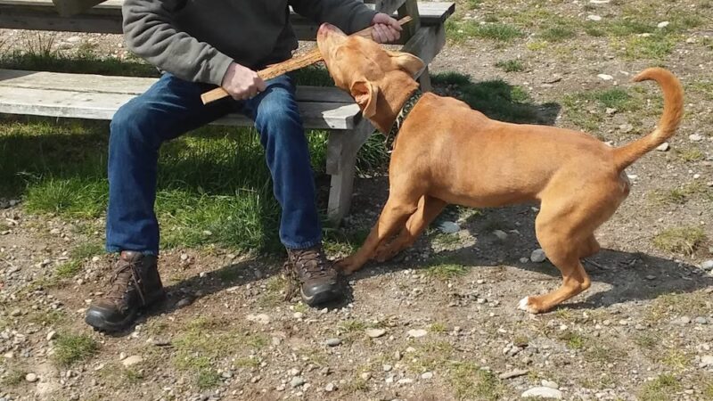 Technical Drive Off-leash Dog Park - Oak Harbor, WA