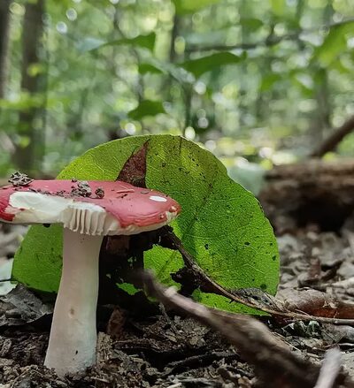 Needleseye Park - Oak Hill, WV