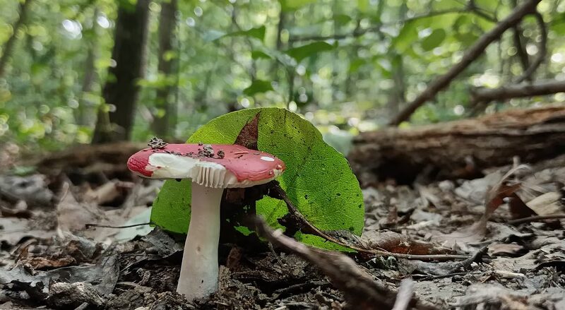 Needleseye Park - Oak Hill, WV