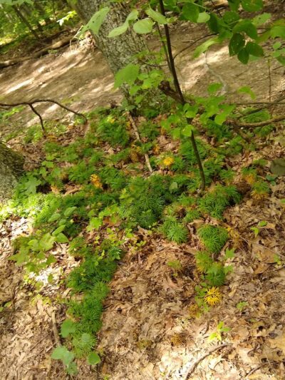 Needleseye Park - Oak Hill, WV