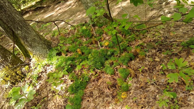 Needleseye Park - Oak Hill, WV