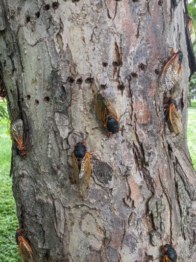 Maple Park - Oak Park, IL