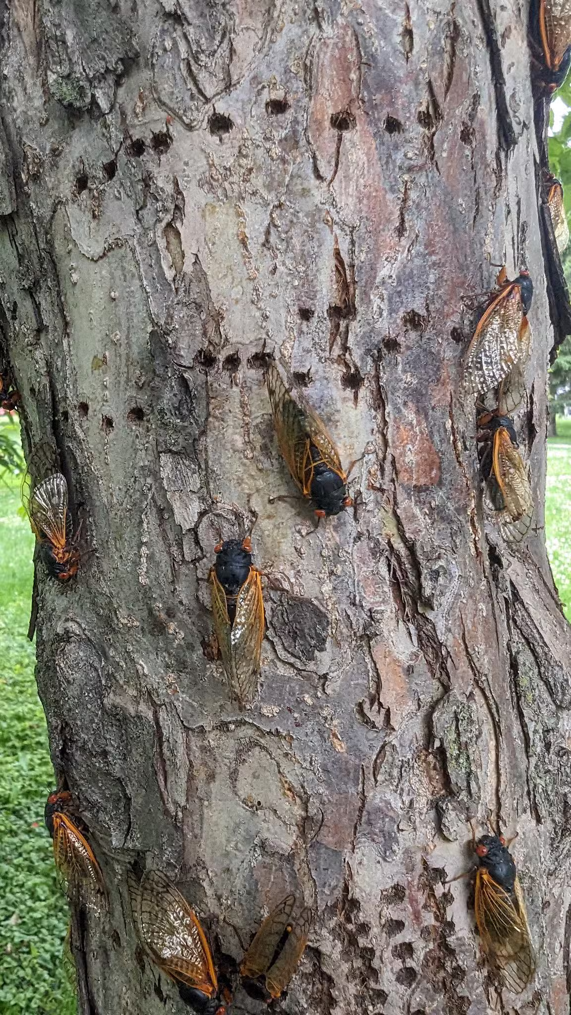 Maple Park - Oak Park, IL