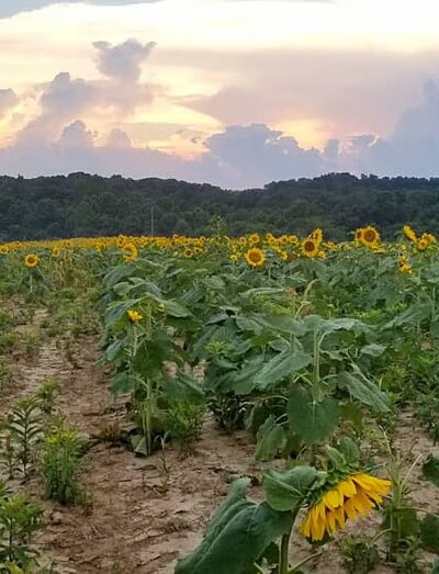 Maintz Wildlife Preserve - Oak Ridge, MO