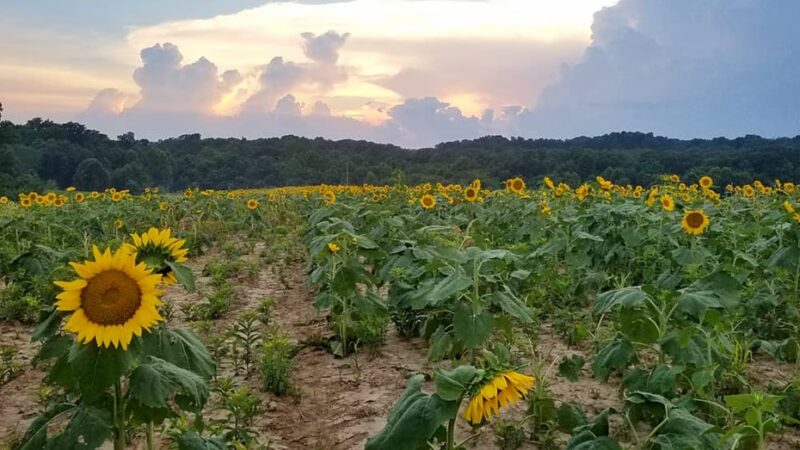 Maintz Wildlife Preserve - Oak Ridge, MO