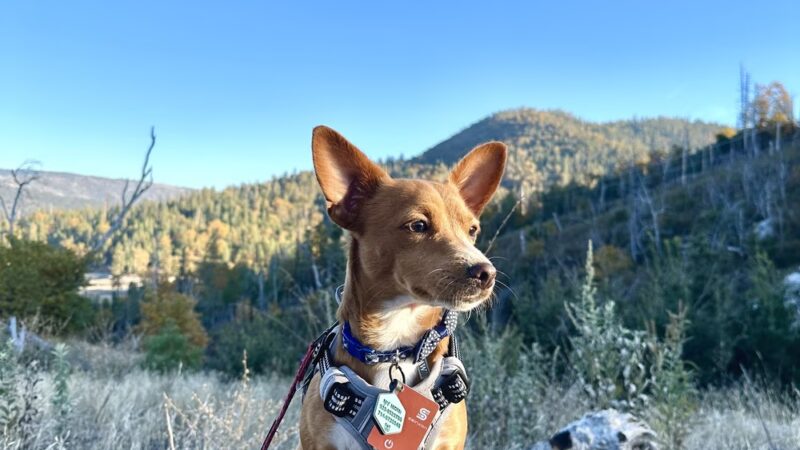 Mono Trail at Bass Lake - Oakhurst, CA