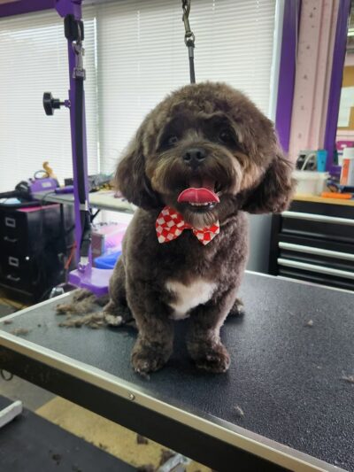 Central Bark Fort Lauderdale - Oakland Park, FL