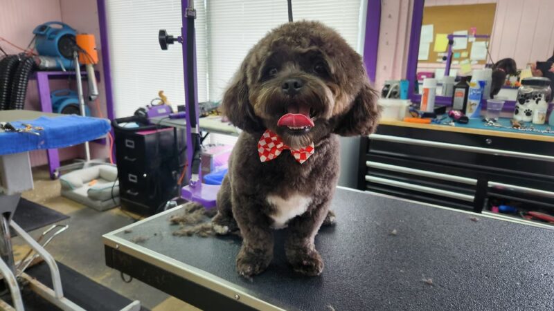 Central Bark Fort Lauderdale - Oakland Park, FL