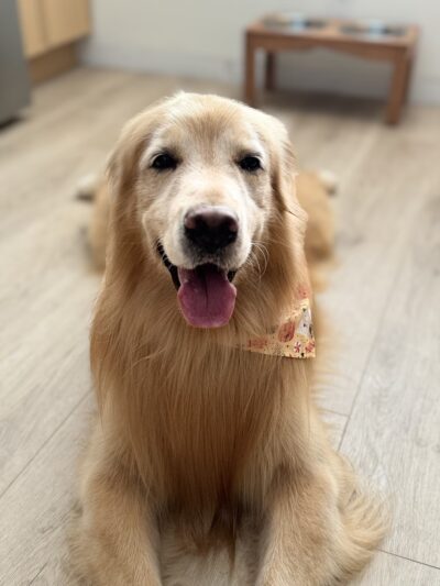 Central Bark Fort Lauderdale - Oakland Park, FL