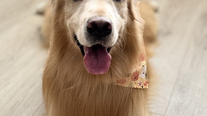Central Bark Fort Lauderdale - Oakland Park, FL