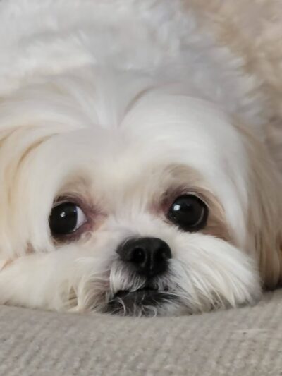 Central Bark Fort Lauderdale - Oakland Park, FL