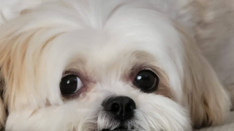 Central Bark Fort Lauderdale - Oakland Park, FL