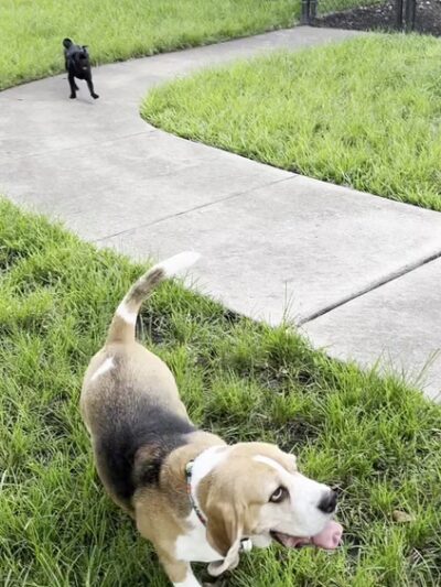 Oakland Bark - Oakland Park, FL