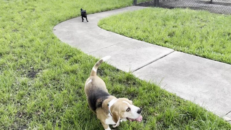 Oakland Bark - Oakland Park, FL