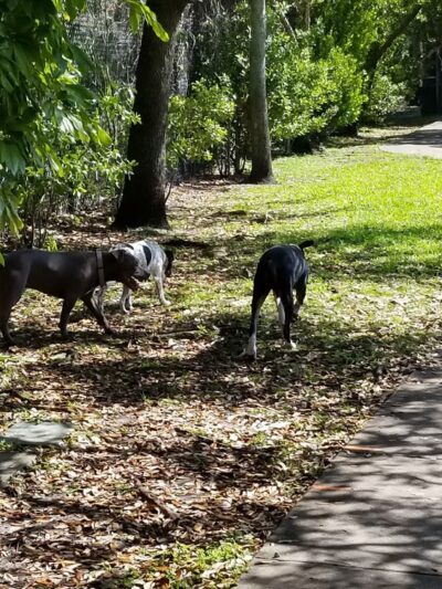 Oakland Bark - Oakland Park, FL