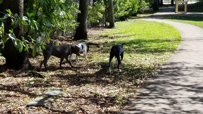 Oakland Bark - Oakland Park, FL