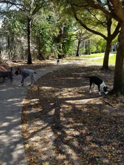 Oakland Bark - Oakland Park, FL