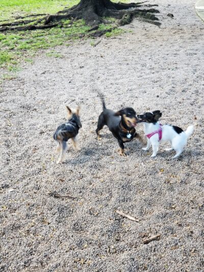 Oakland Bark - Oakland Park, FL