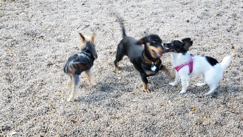 Oakland Bark - Oakland Park, FL