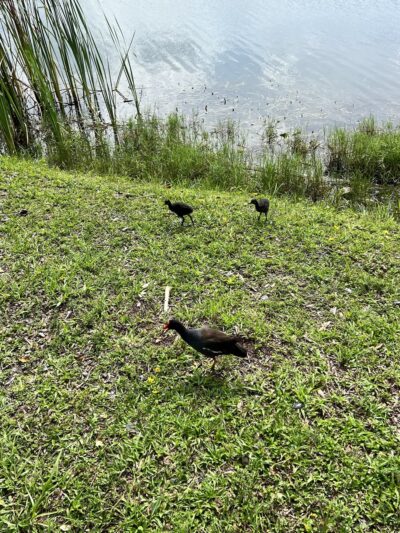 Royal Palm Park (North entrance) - Oakland Park, FL