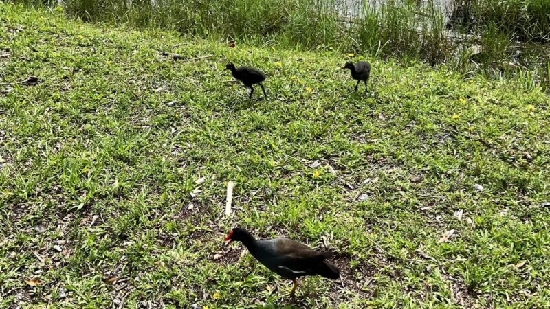 Royal Palm Park (North entrance) - Oakland Park, FL