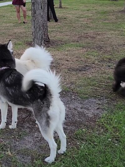 Wag Park - Oakland Park, FL