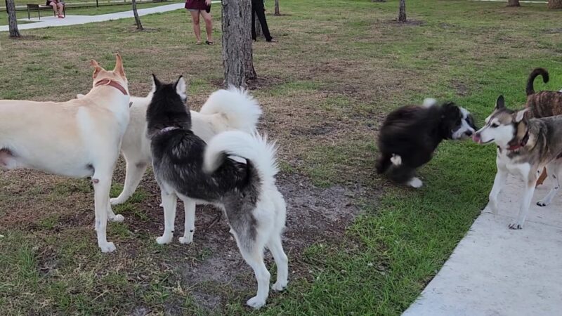 Wag Park - Oakland Park, FL
