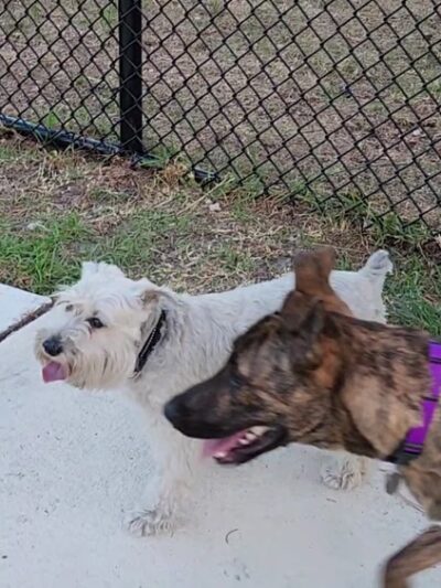 Wag Park - Oakland Park, FL