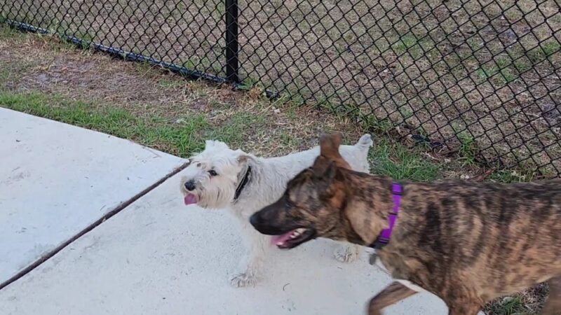 Wag Park - Oakland Park, FL