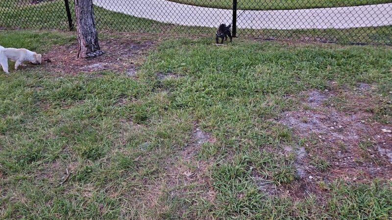 Wag Park - Oakland Park, FL