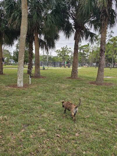 Wag Park - Oakland Park, FL